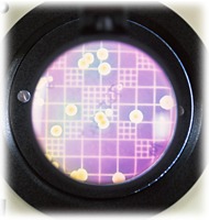 ウイルスイメージ